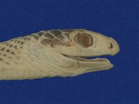 過山刀藏品圖，第9張